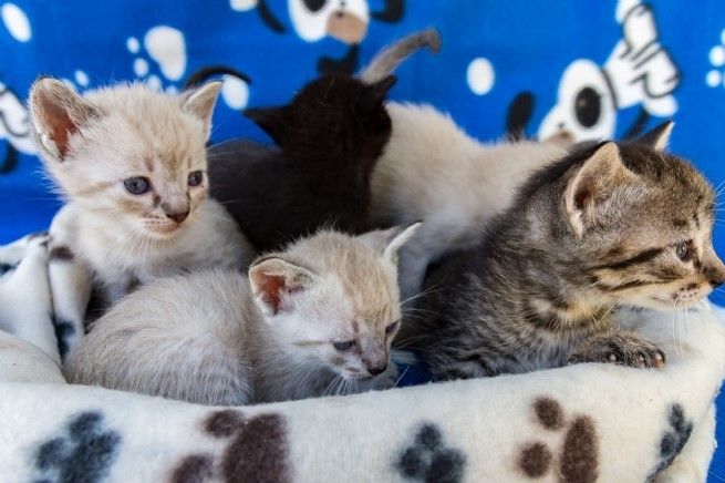 Foto: CCZ participa de 3º Encontro do Bem-Estar Animal 