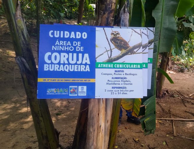 Foto: Prefeitura de São Sebastião reforça ações de preservação e atualiza monitoramento de ninhos de coruja-buraqueira