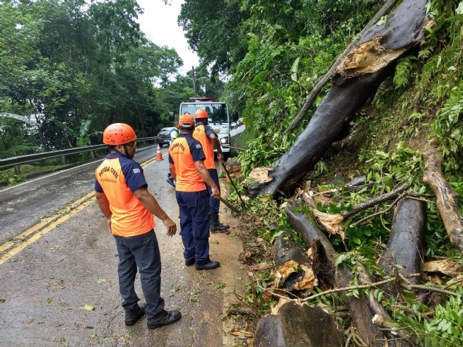 Foto: Defesa Civil desobstrui trecho de rodovia na Costa Sul onde houve queda de árvores
